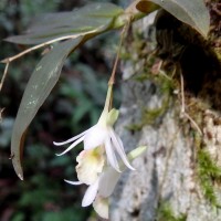 Dendrobium panduratum subsp. panduratum Lindl.